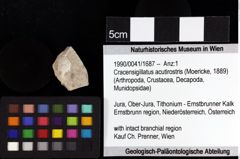 Foto (Objket + Etiketten) von Goniodromites bidentatus (Reuss, 1858) 